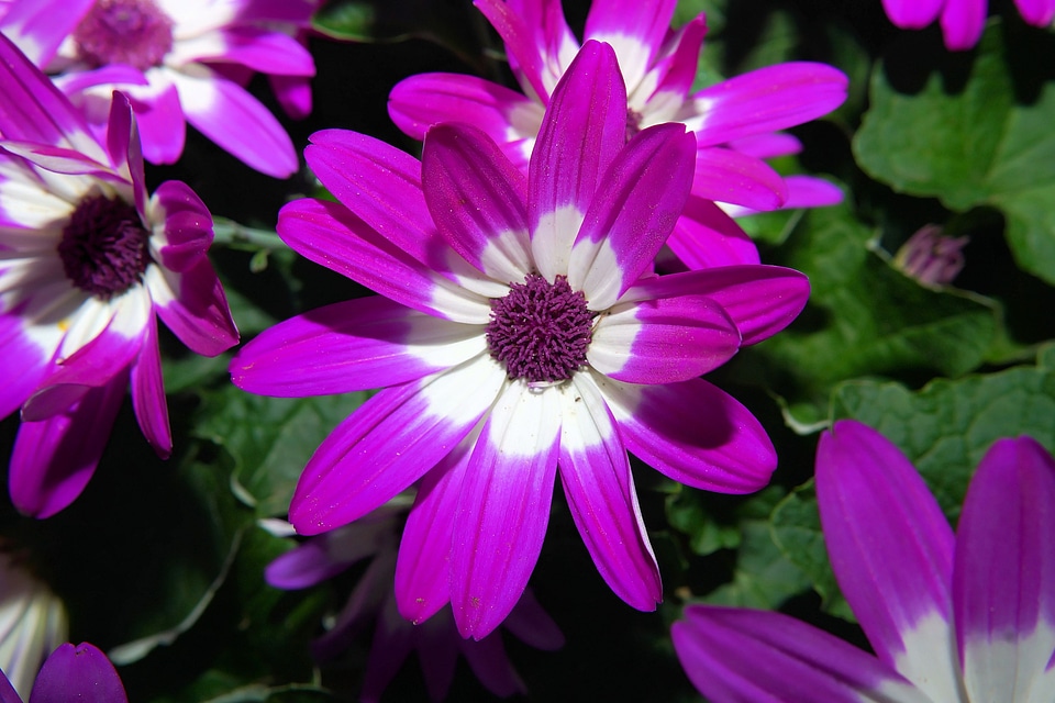 Flora close up purple photo