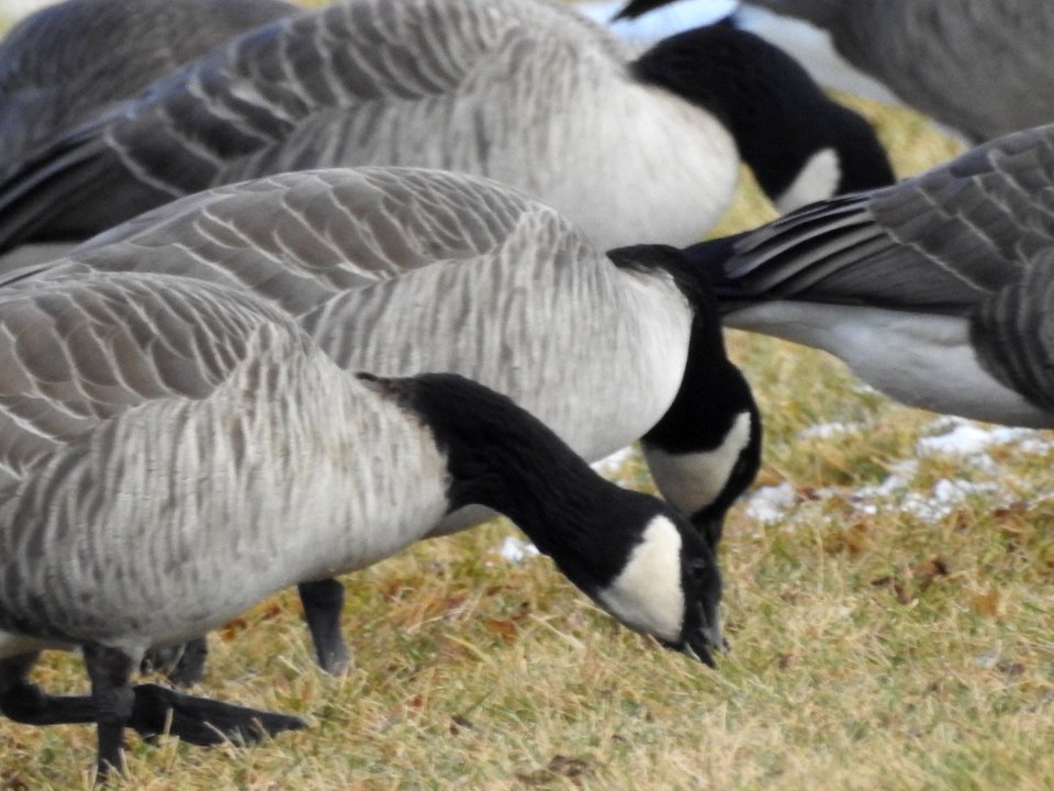The Canadian Geese from Warren Park