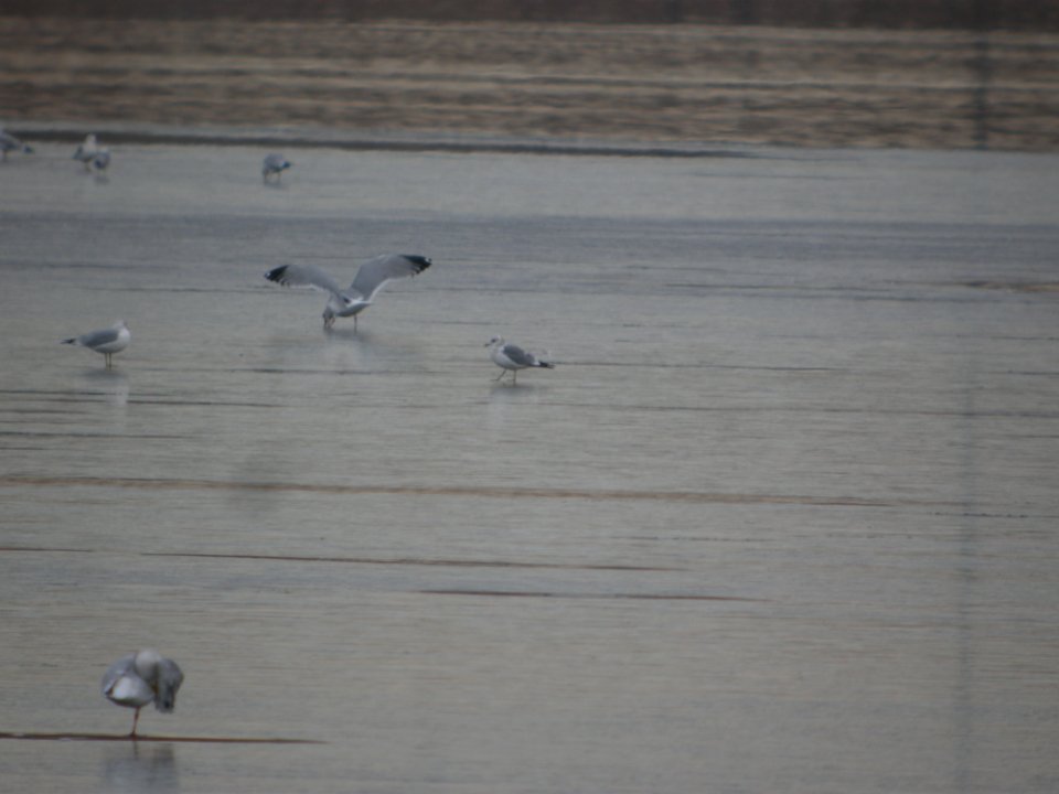 DSCN5271 Mew Gull Cherry Creek SP CO 12-9-2014