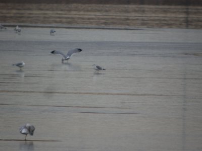 DSCN5271 Mew Gull Cherry Creek SP CO 12-9-2014