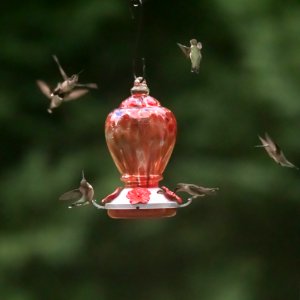 Hummingirds in Macon, Georgia on 7-18-19