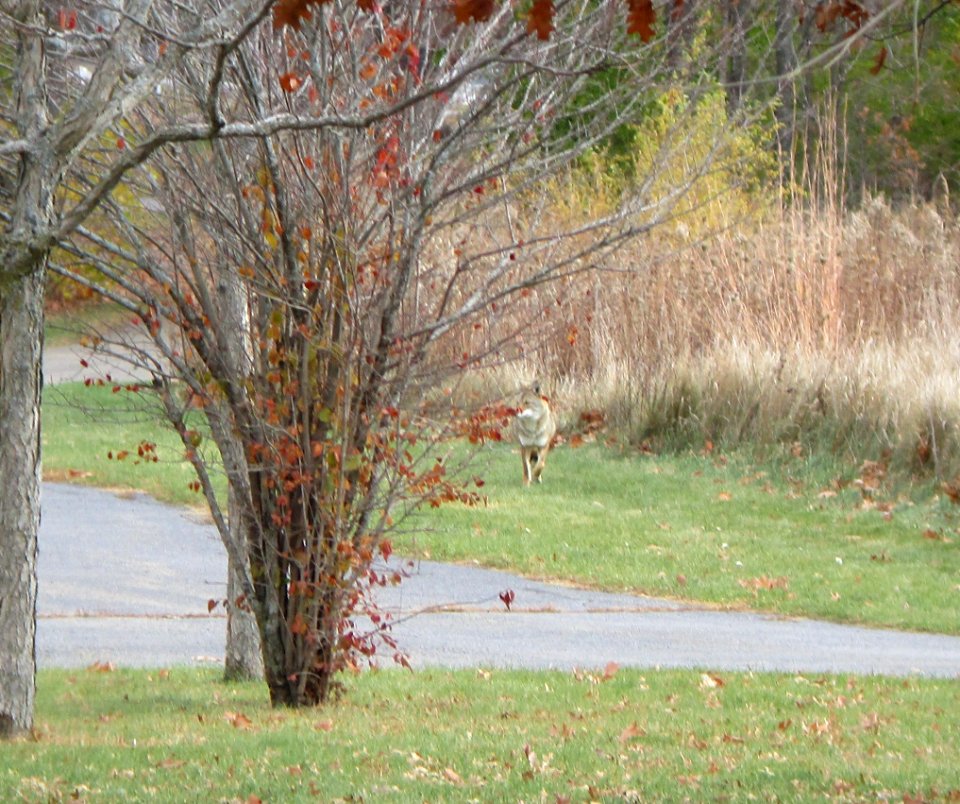 IMG 0630 c Coyote  Bourbonnais IL 11-14-2014