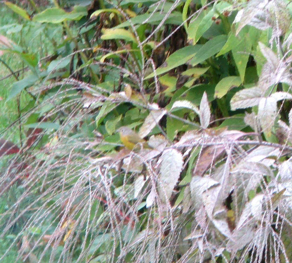 IMG 0256 c Nashville Warbler  Kankakee IL 10-6-2014