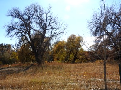 Springer Natural Area - Fort Collins.
