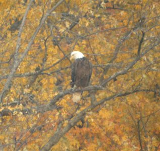 DSCN4719 c Bald Eagle  Kankakee IL 10-27-2014