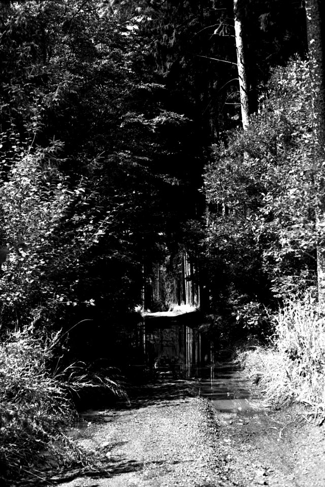 Canon EOS 30 with Canon EF 50mm f/1,8 II - Flooded Path in the Wood