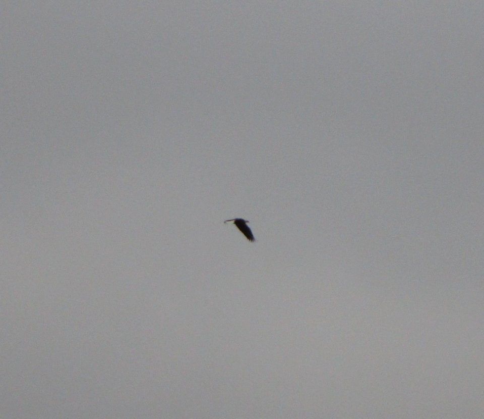 IMG 0583 c Bald Eagle  Kankakee IL 11-4-2014