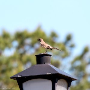 Sing a Song of Spring