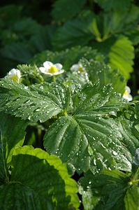 Spring rain drops photo