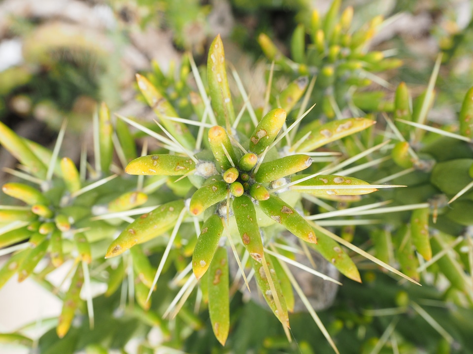 Foliation green austrocylindropuntia subulata