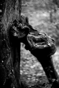 Praktica BC1 - Natural Still Life