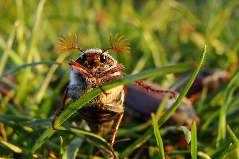 Maikäfer grass insect