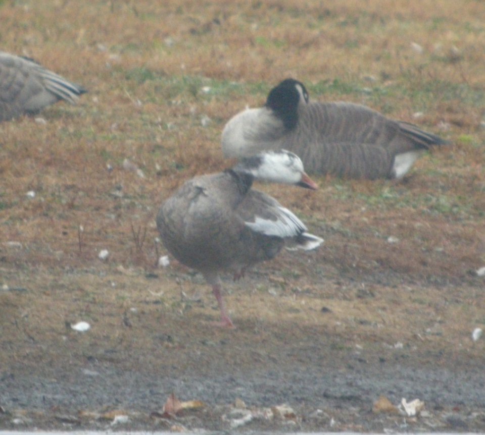 DSCN4784 c Snow Goose  Bourbonnais Twp IL 11-4-2014