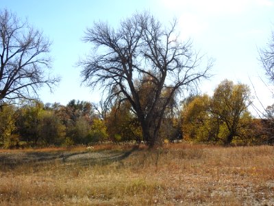 Springer Natural Area - Fort Collins.