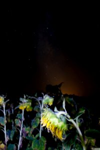 Girasoles y via lactea