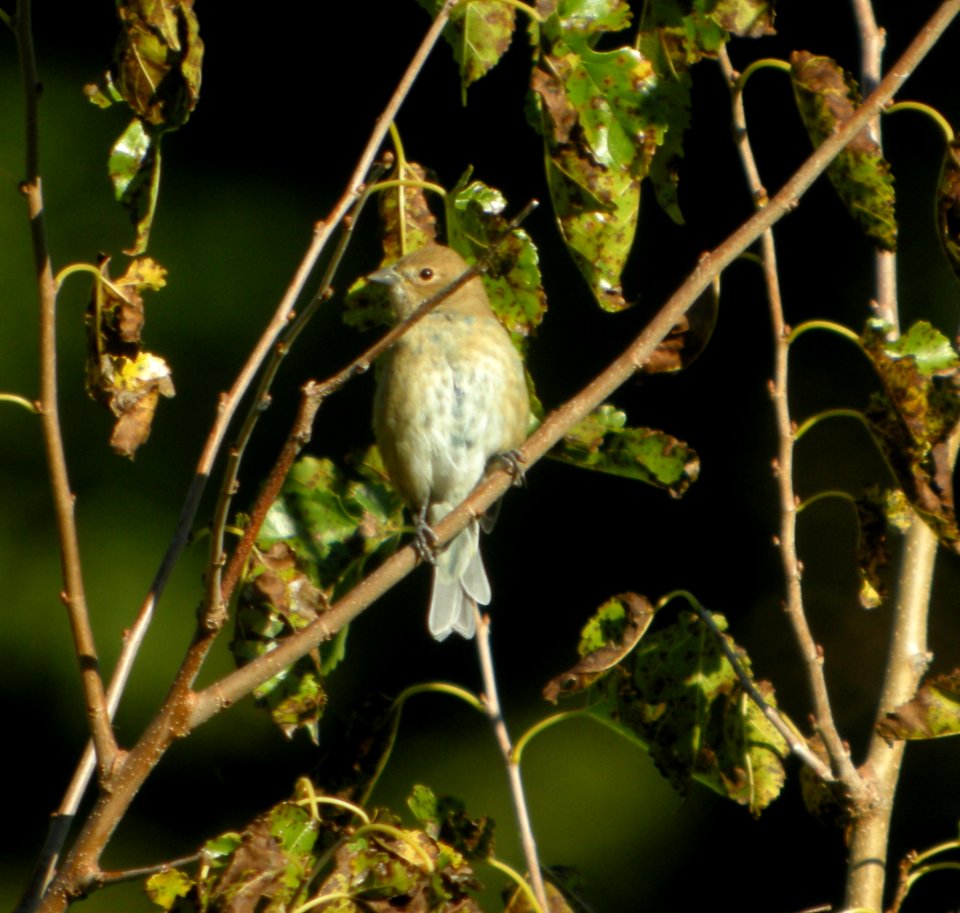 DSCN4395 c Indigo Bunting Braidwood IL 9-23-2014