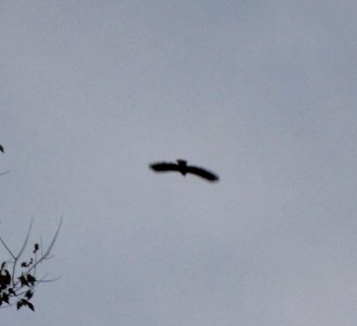 IMG 0356 c Bald Eagle  Bourbonnais IL 10-21-2014