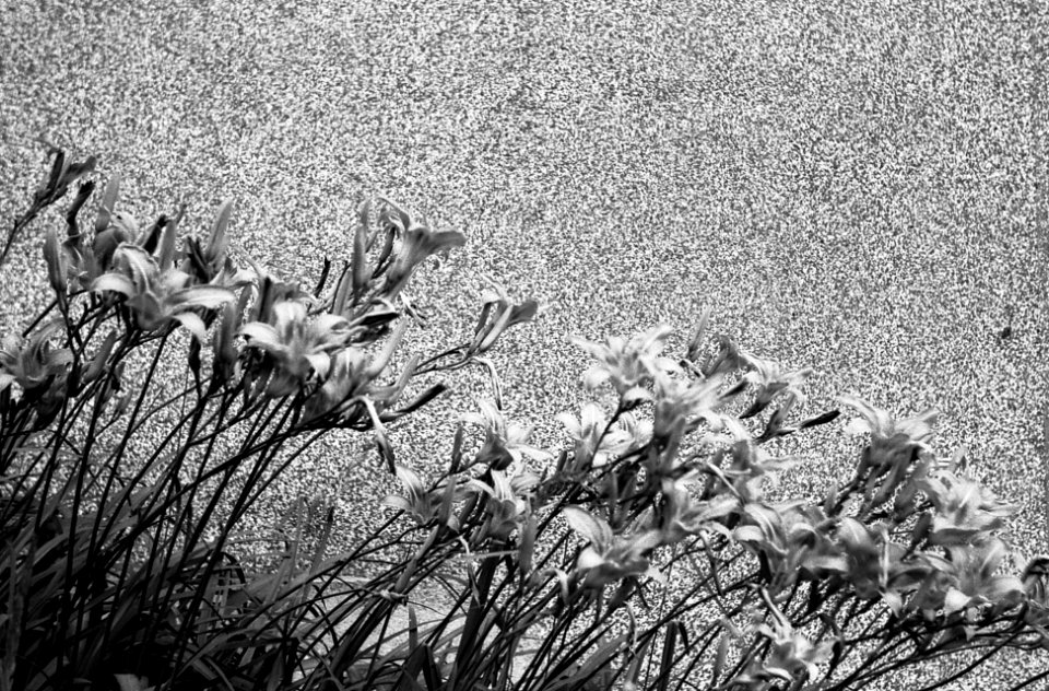 Mamiya 528TL - Flowers at a Wall 1