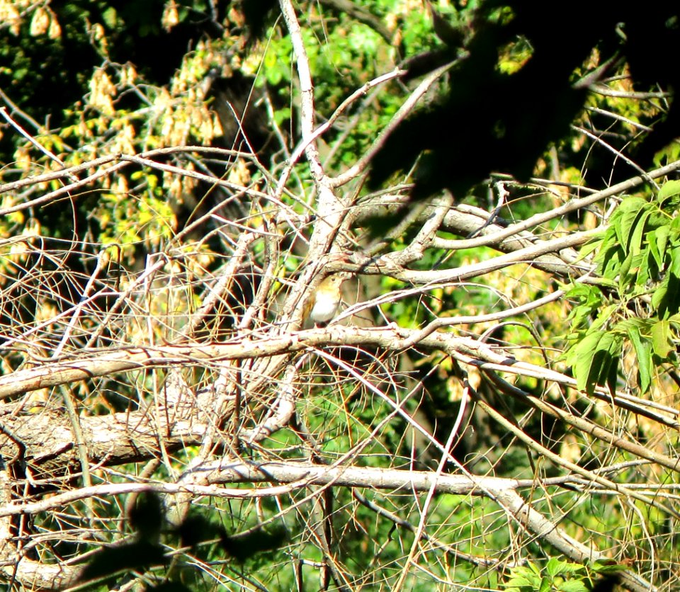IMG 0192 c Veery Jackson Park Chicago IL 9-26-2014 (Photo thru bins)
