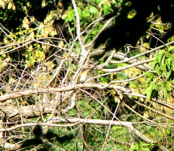 IMG 0192 c Veery Jackson Park Chicago IL 9-26-2014 (Photo thru bins)