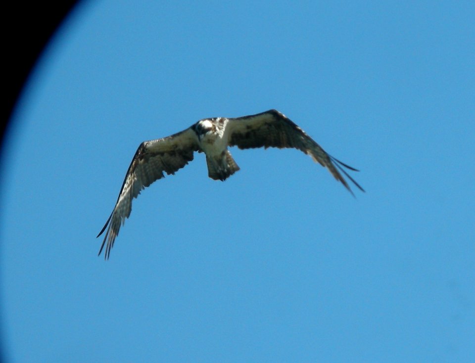 DSCN4399 c Osprey Braidwood IL 9-23-2014
