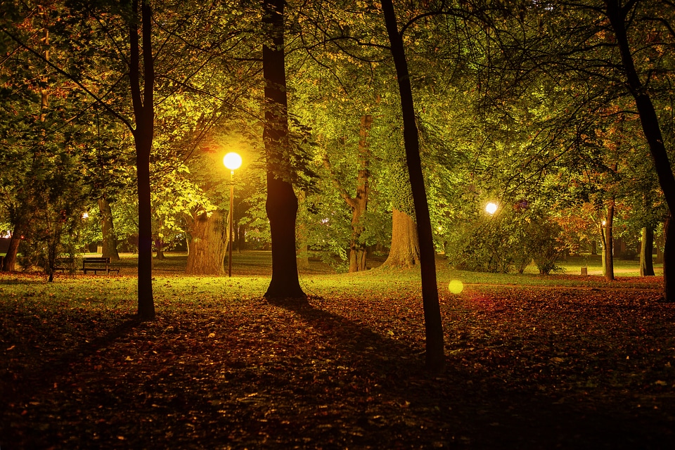 Dark outdoors tree