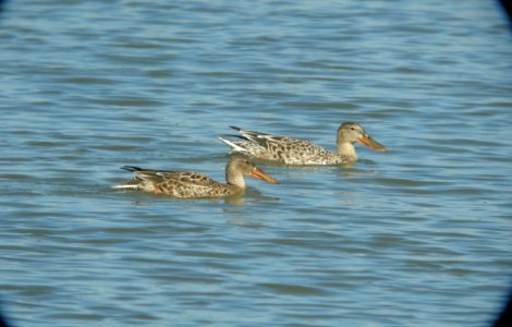 DSCN4391 c Northern Shoveler  Bourbonnais IL 9-22-2014