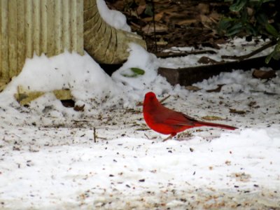 Cardinal in the Snow photo