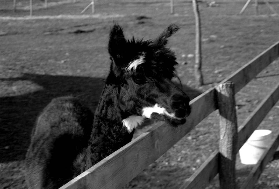 Canon Prima Zoom 80u - Llama