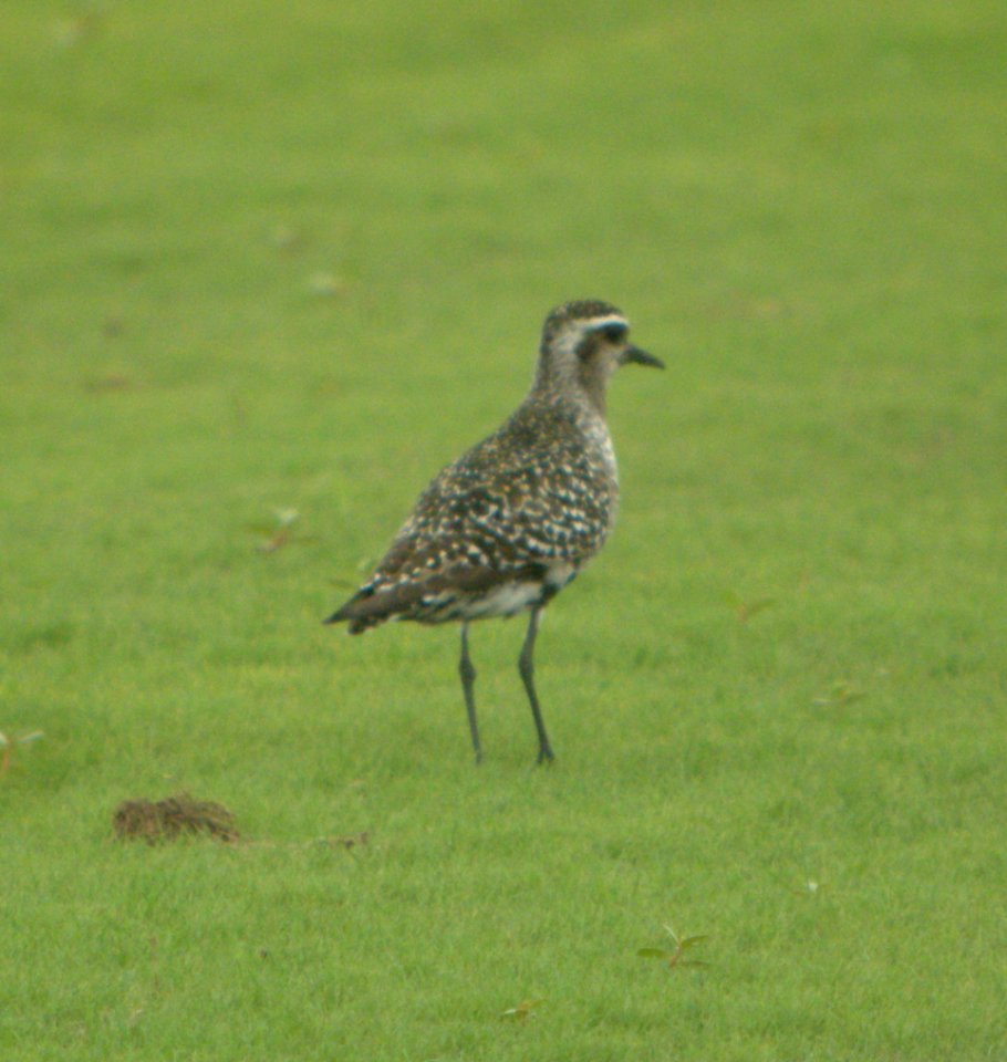 DSCN4193 c American Golden-Plover H & E Sod Momence IL 9-1-2014