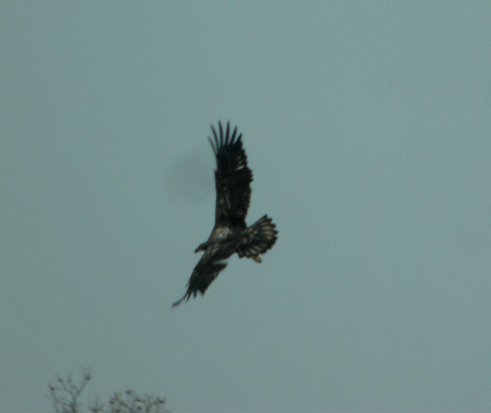 DSCN4841 c Bald Eagle Willow Slough FWA IN 11-10-2014