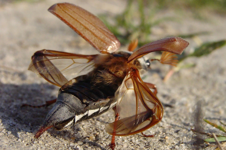 Maikäfer insect melolontha