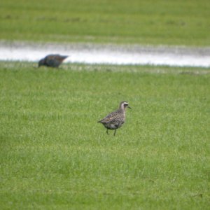 DSCN4254 c American Golden-Plover H & E Sod Momence IL 9-11-2014