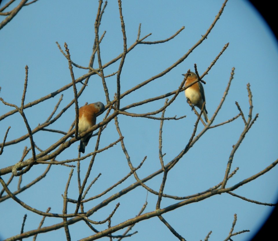 DSCN4720 c Eastern Bluebird  Kankakee IL 10-27-2014