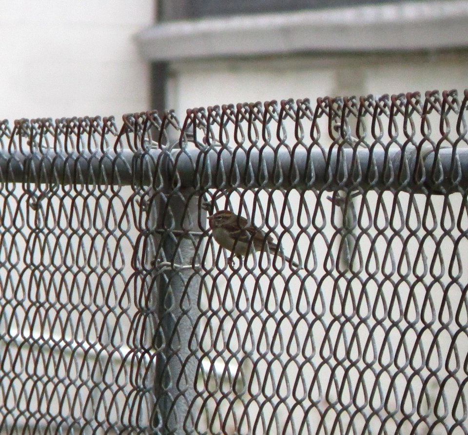 IMG 0299 c Chipping Sparrow  Kankakee IL 10-13-2014