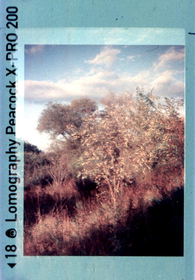 Kodak Instamatic 91 - Bushes on Brownfield