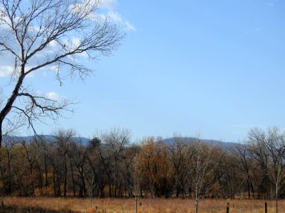 Springer Natural Area - Fort Collins.