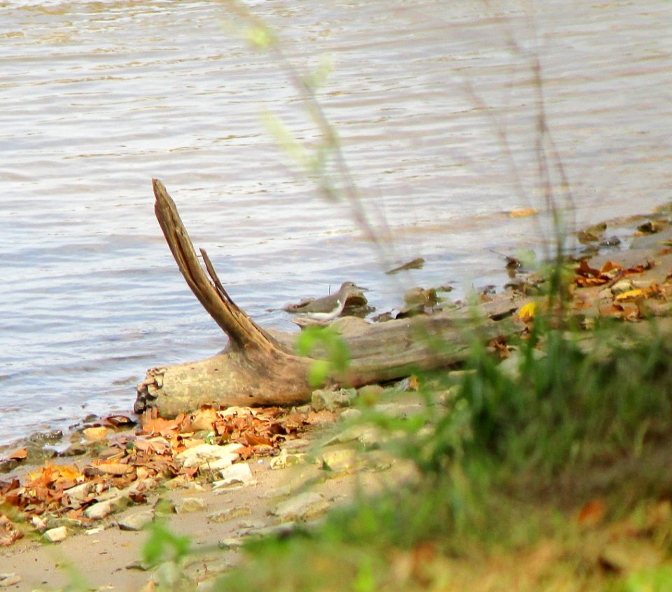 IMG 0236 c Spotted Sandpiper  Kankakee IL 10-1-2014