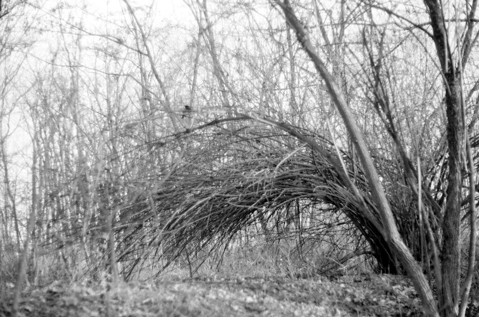 Praktica BMS - Bush
