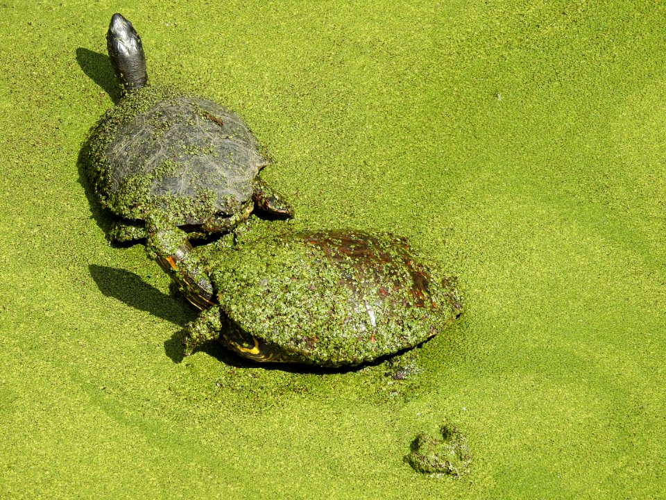 Costa Rica's Spyrogyra and Zoo