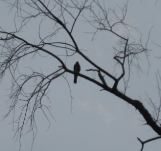 IMG 1578 c Cooper's Hawk  Bourbonnais IL 9-4-2014