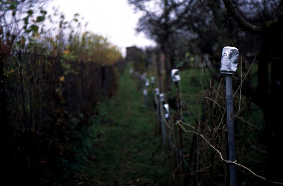 Exa + Tessar 2,8/50 - Path Between Gardens