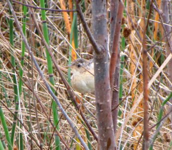 IMG 0335 c Sedge Wren TNC Kankakee Sands IN 10-18-2014
