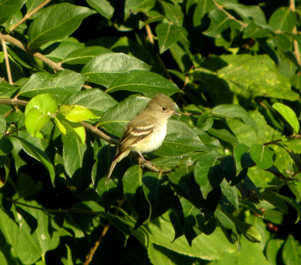 DSCN4344 c Least Flycatcher  Kankakee IL 9-14-2014