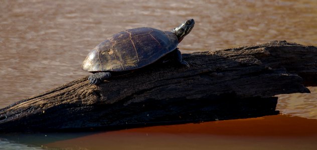 Turtle at the Ocmulgee National Monument
