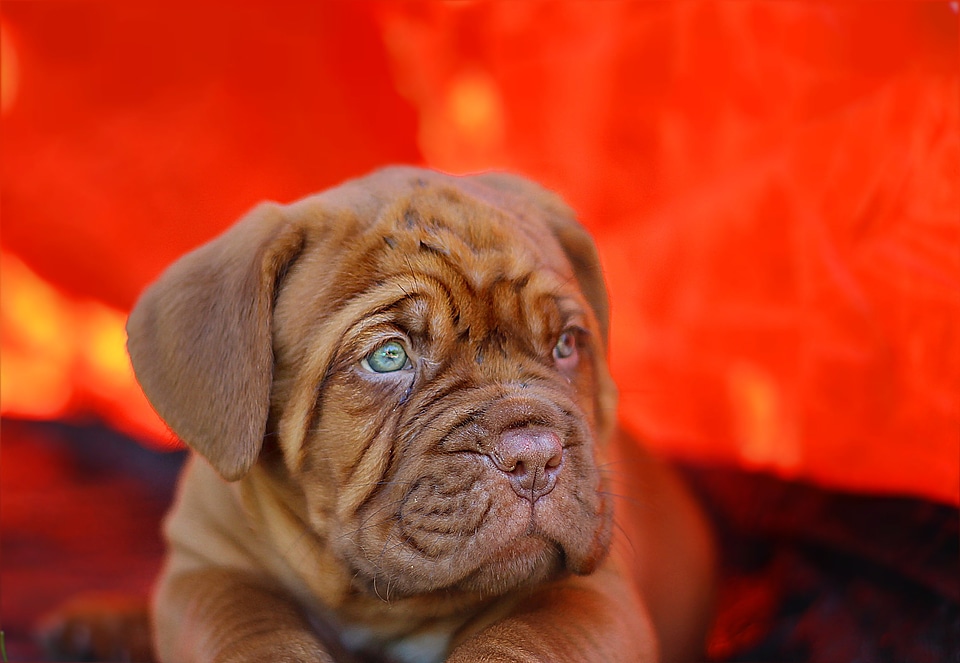 Puppy dogue de bordeaux dog
