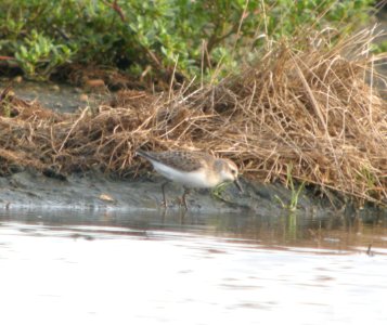 DSCN4153 c Semipalmated Sandpiper H & E Sod Momence IL 8-30-2014