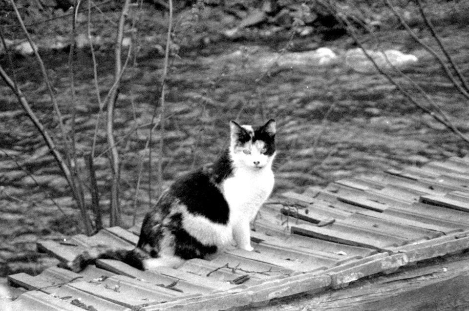 Canon Prima Zoom 80u - Cat Above Svitava River 03