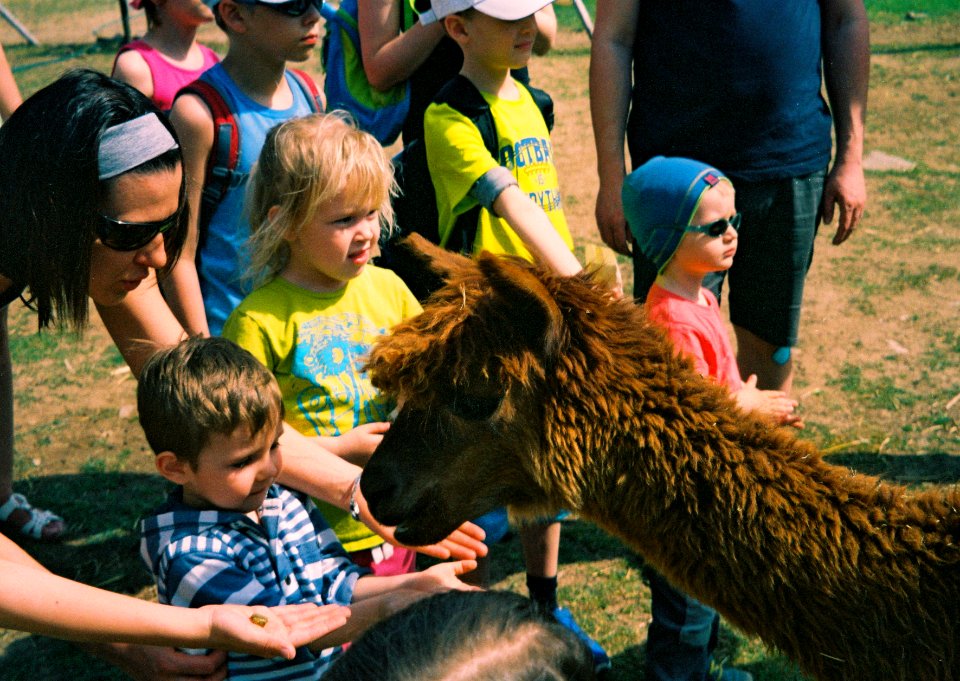 Olympus Mju II - Children and Llama