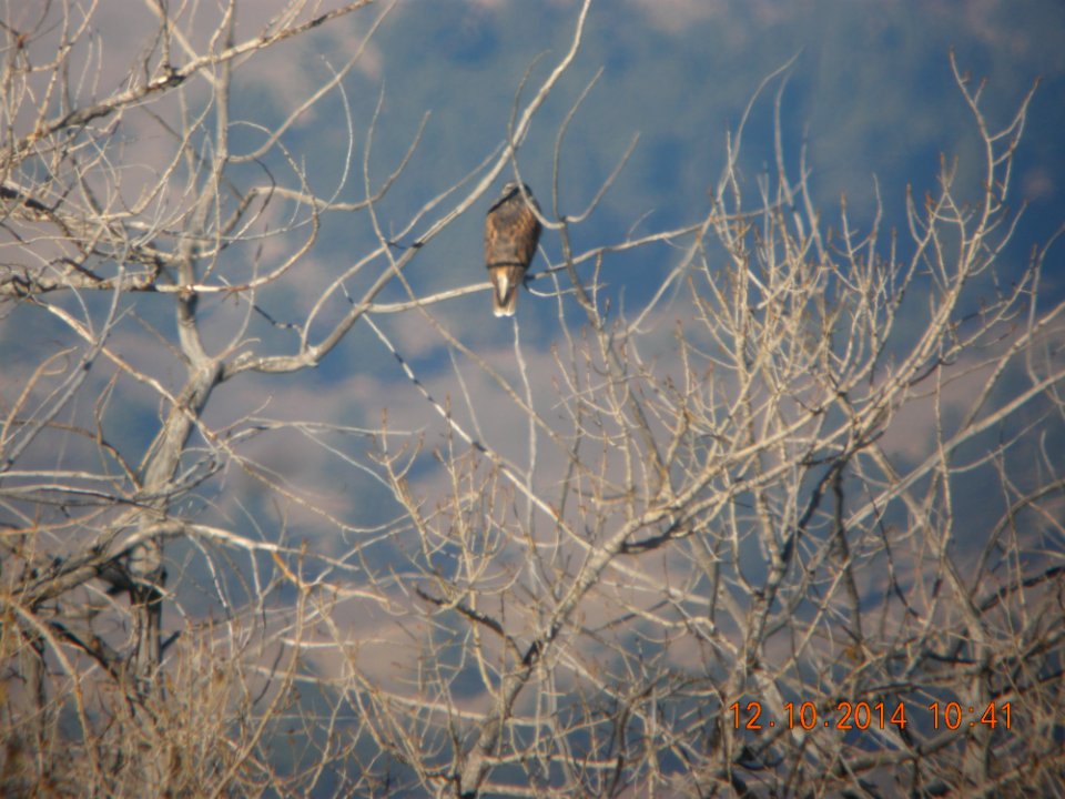 DSCN5296 Ferruginous Hawk Standley Lake CO 12-10-2014